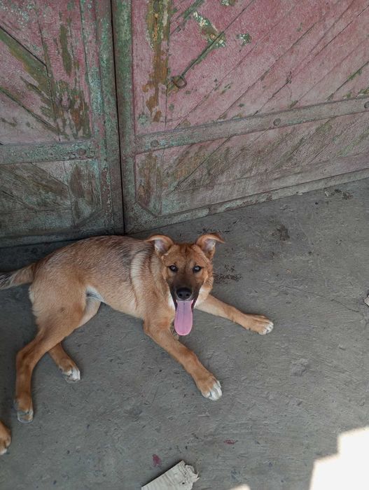 Щенята в добрі руки