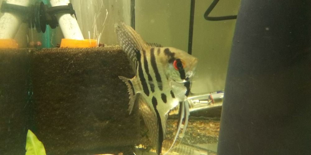 Рибки гурамі, скалярії, молінезії, гупі ті інші