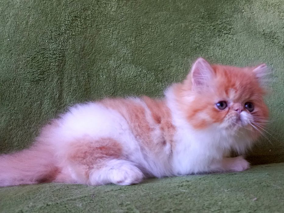 Красивая персидская