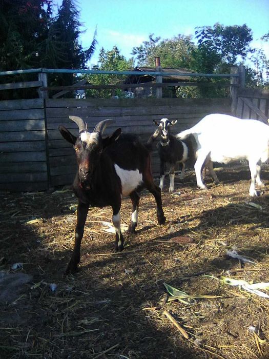 Продам породистых козликов!