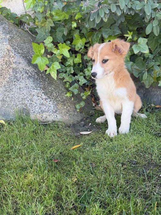 Border collie Disponivel