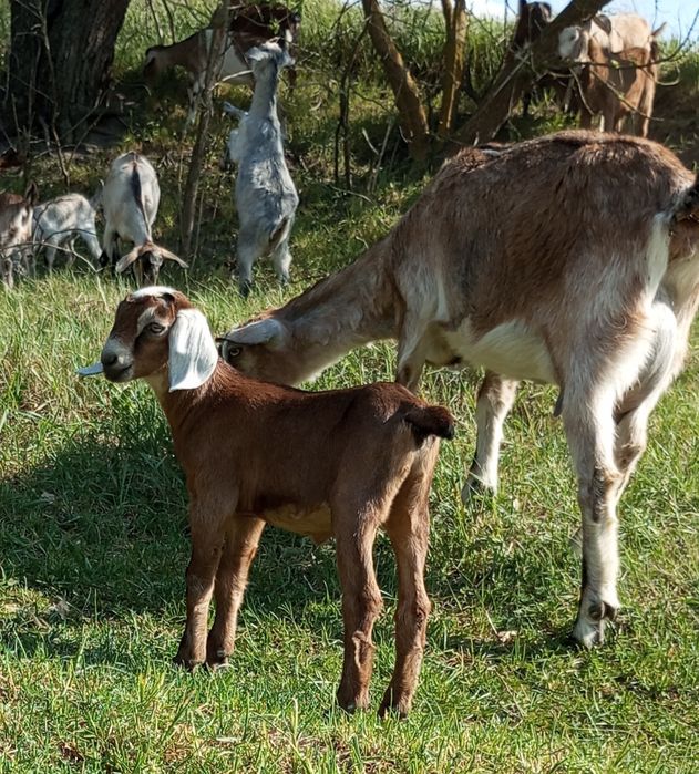 Козочка англо-нубийська