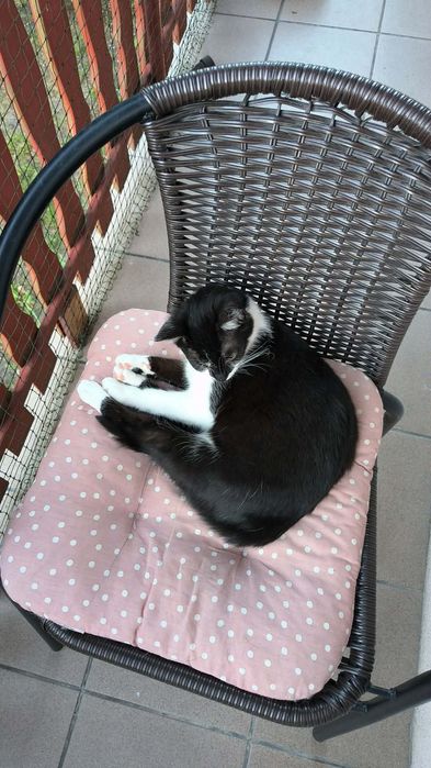 Diva – podaruj jej dom, na który tak długo czeka