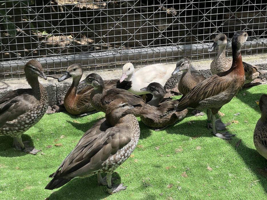 Aves aquáticas / Patos ornamentais e aves limicolas