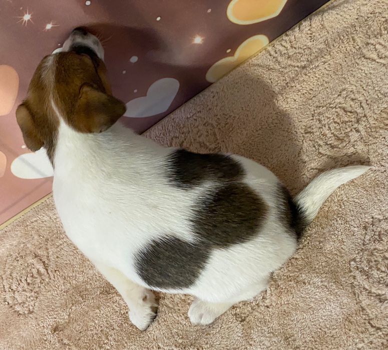 Jack Ruusell Terrier dziewczynka HERA