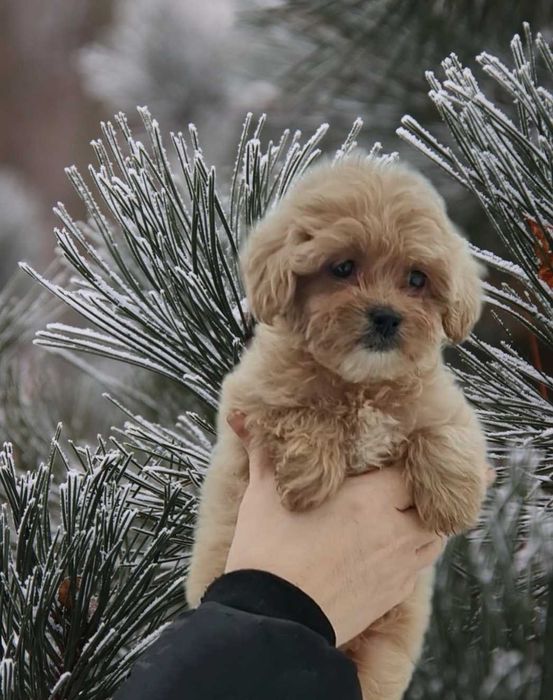 Эффектная девочка мальтипу.