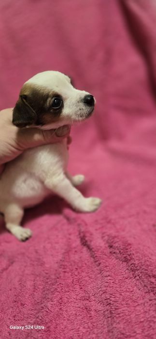 Девочка Джек Рассел