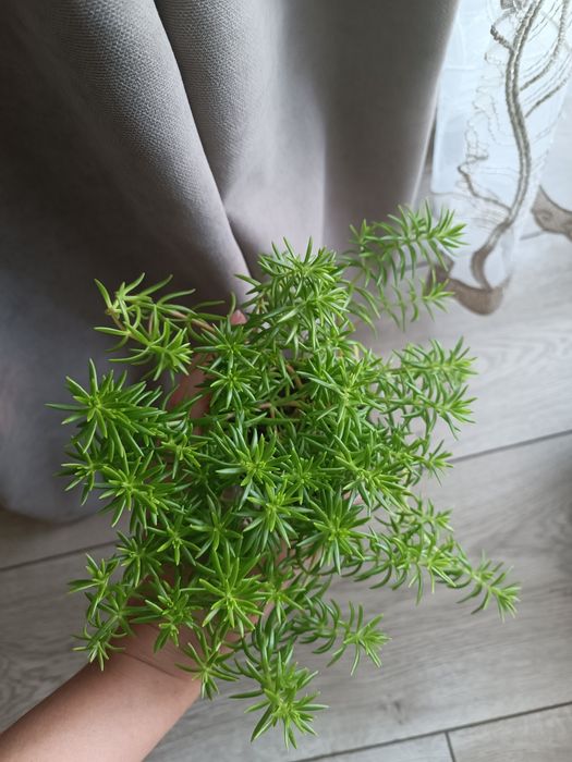 Кімнатні рослини, Сукуленти, Розпродаж