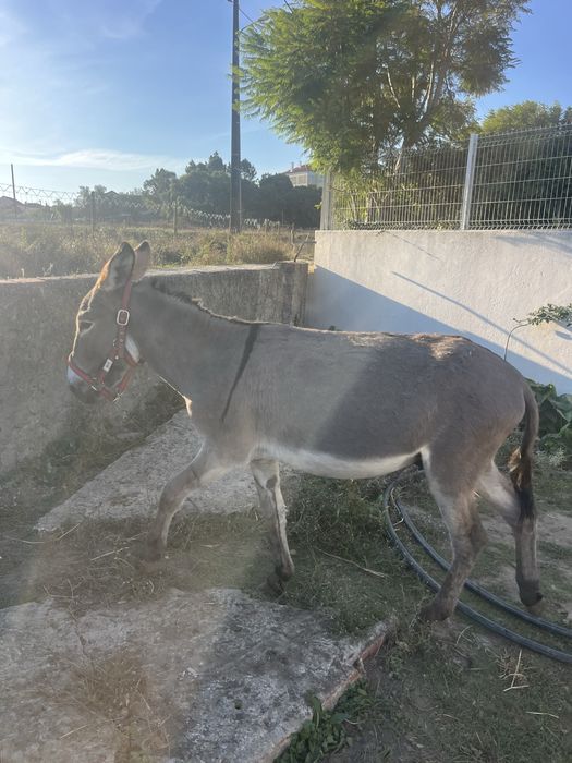 Burrinho pequeno montado