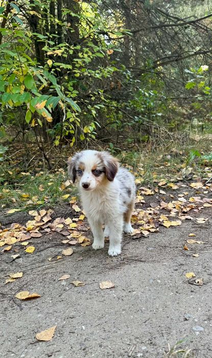 Miniarurowy Owczarek Amerykanski