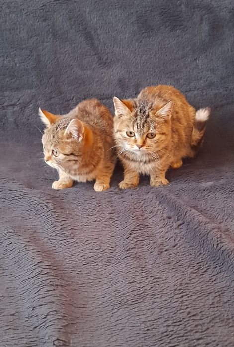 Котики в добрі руки