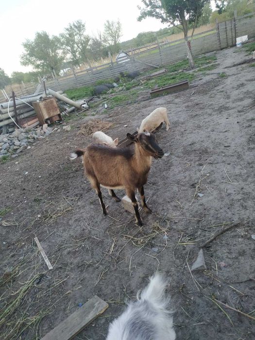 Козлята продаются от высокоудойной козы.