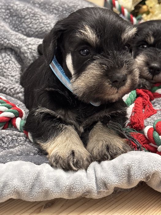 Sznaucer miniaturowy piesek Film