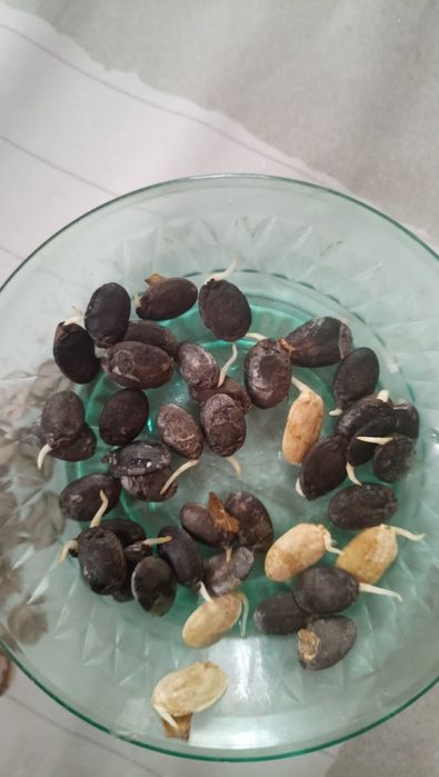 Продам насіння люфи 50 грн(100шт)