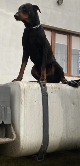 Вязка добермана великорородний