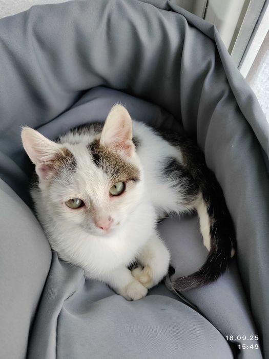 Віддаємо грайливе кошеня