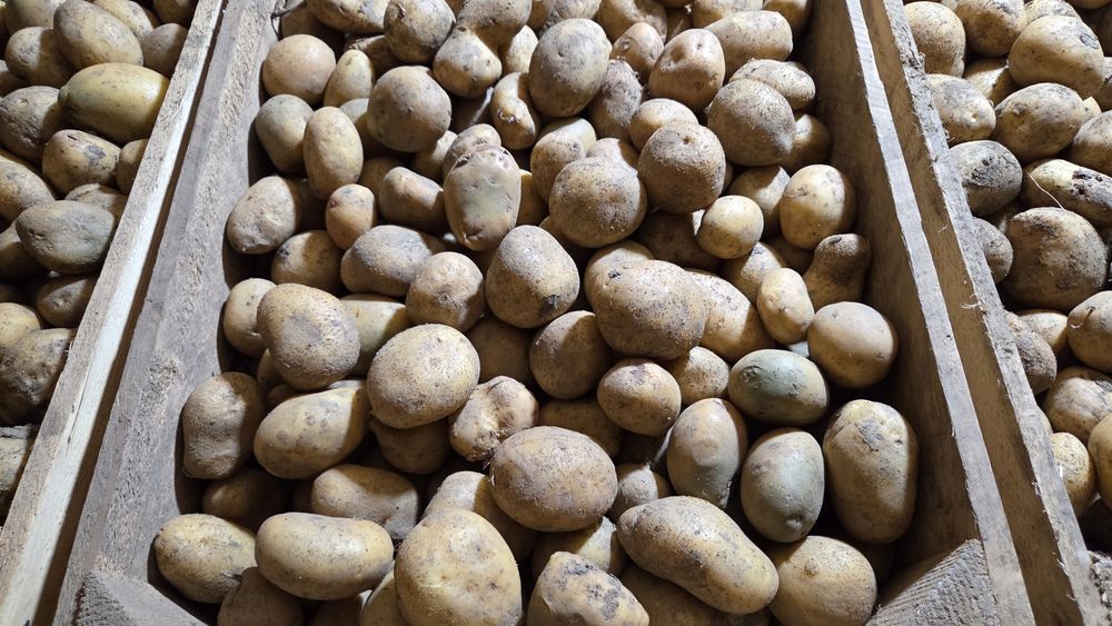 Продам насіння картоплі Рівєра , Парадізо, Арізона