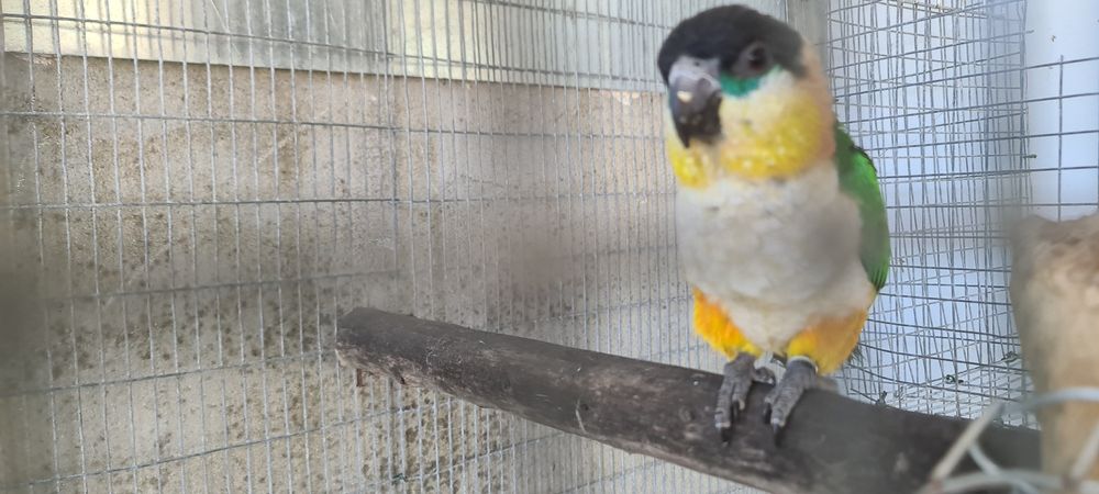 Oratrix e marianinha