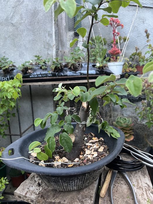 Pré-Bonsai de "Pyrus" (Pereira) - *VENDA URGENTE (DESOCUPAR)*