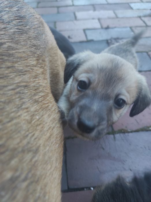 Szczeniaczki kundelka