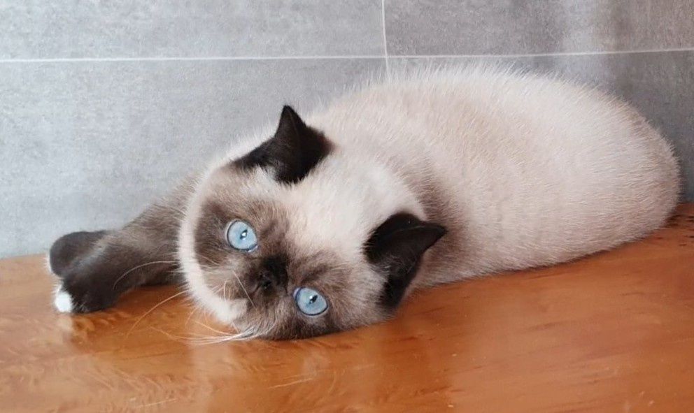 Kocurek Egzotyczny, czy te oczy mogą kła...