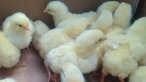 Бройлери, інші курчата,качки,індики,гуси,кури несучки