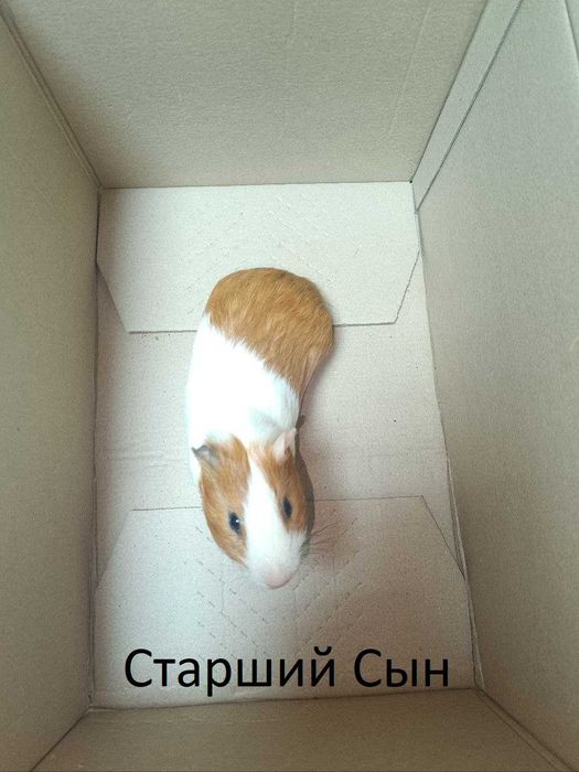 Морские Свинки / Харьков / Новая Бавария