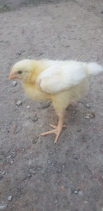 Продам подброшенный бройлер