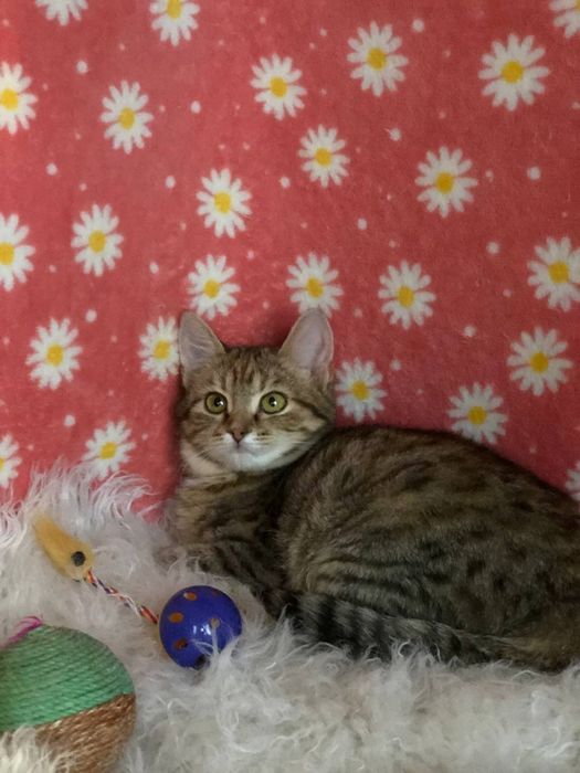 Кошечка 3 месяца бесплатно