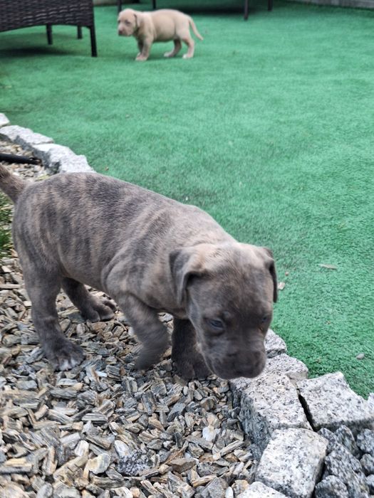 American bully XL suczka  z dokumentami