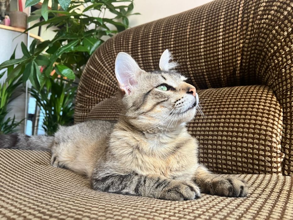 Gato jovem para adoção responsável