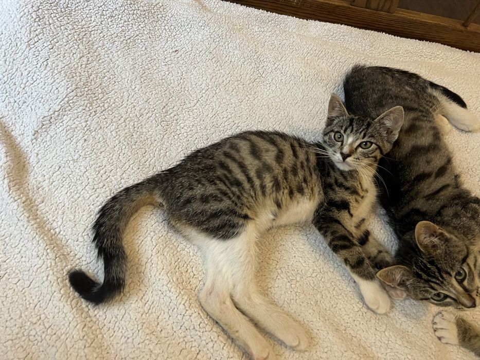 Małe kotki do adopcji