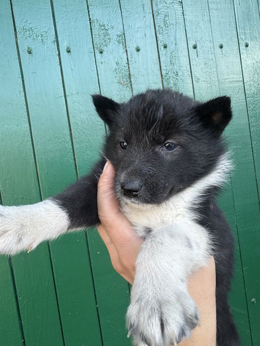 Продам цуценят лайки