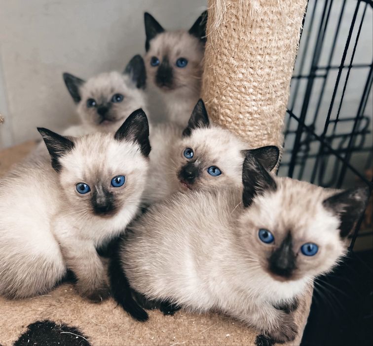 Сіамські Котятки ,сиамские кошенята, тайские , тайскі