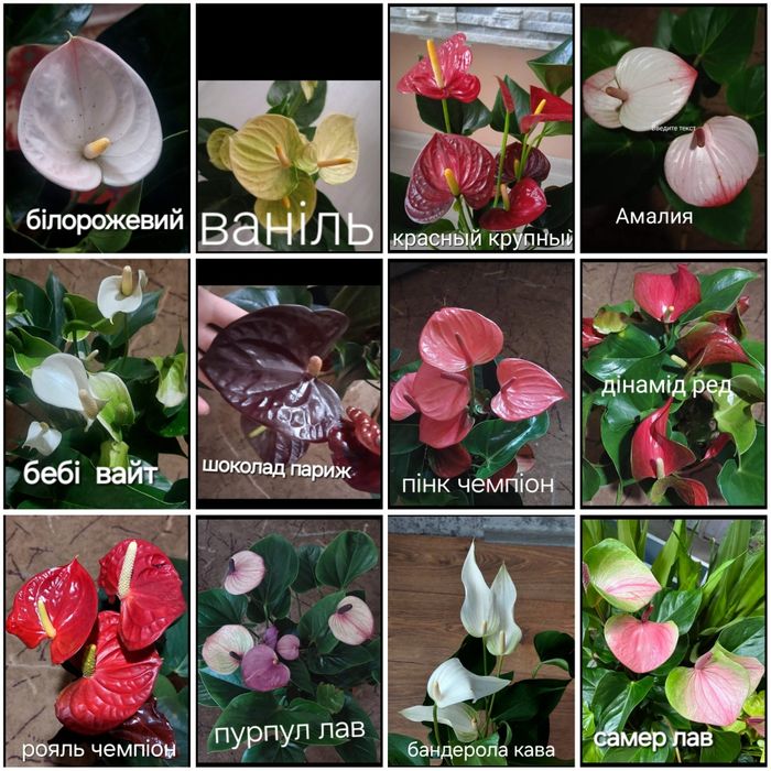 Поділки антуріумівв более 30 сортовв