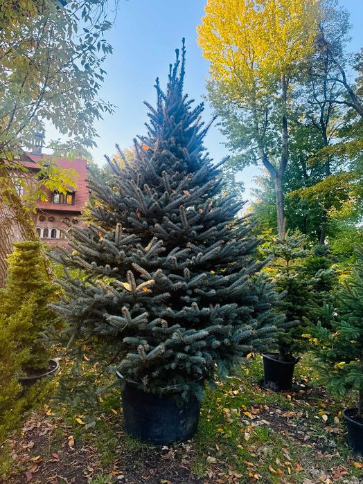 Świerk 3-5 m w donicy nasadzenia w miastach Sosnowiec