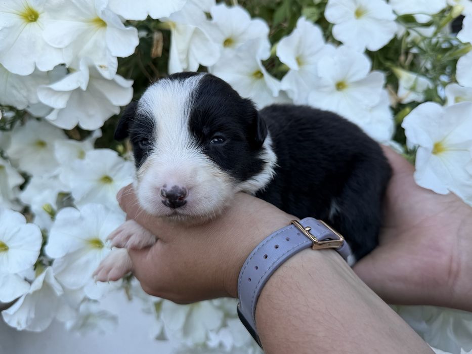 Piesek Border Collie