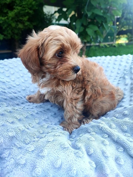 Maltipoo chłopiec xxs