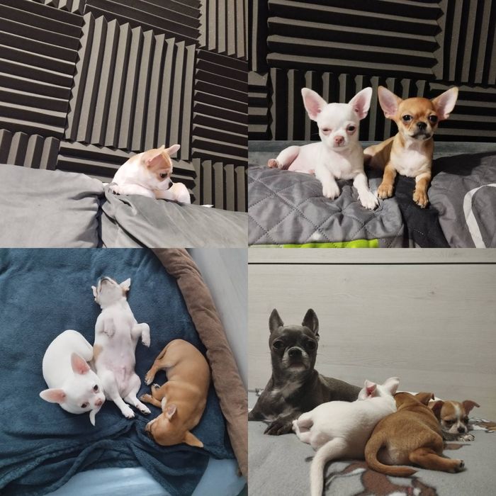 Wyjątkowy piesek chihuahua w łatki