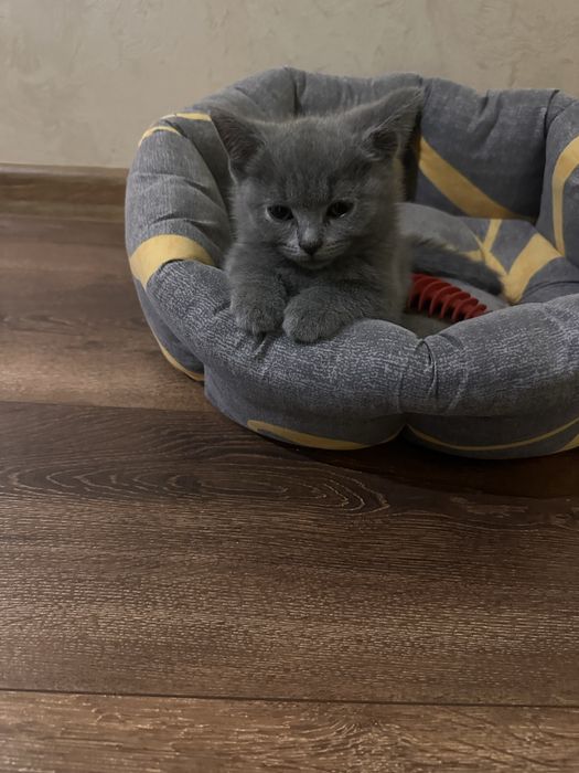 Чистокровні кошенята