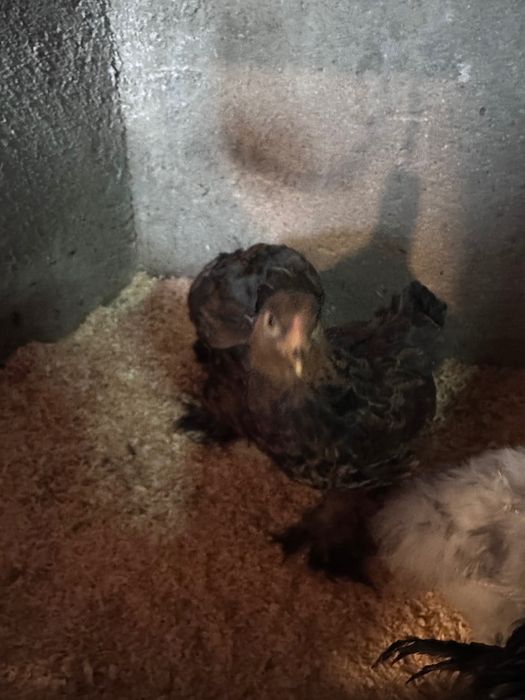 Vendo dois galitos brahma dourada