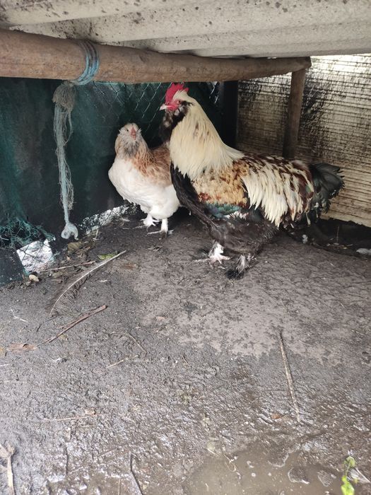 Vendem-se ovos das raças visíveis nas fotos/outras.