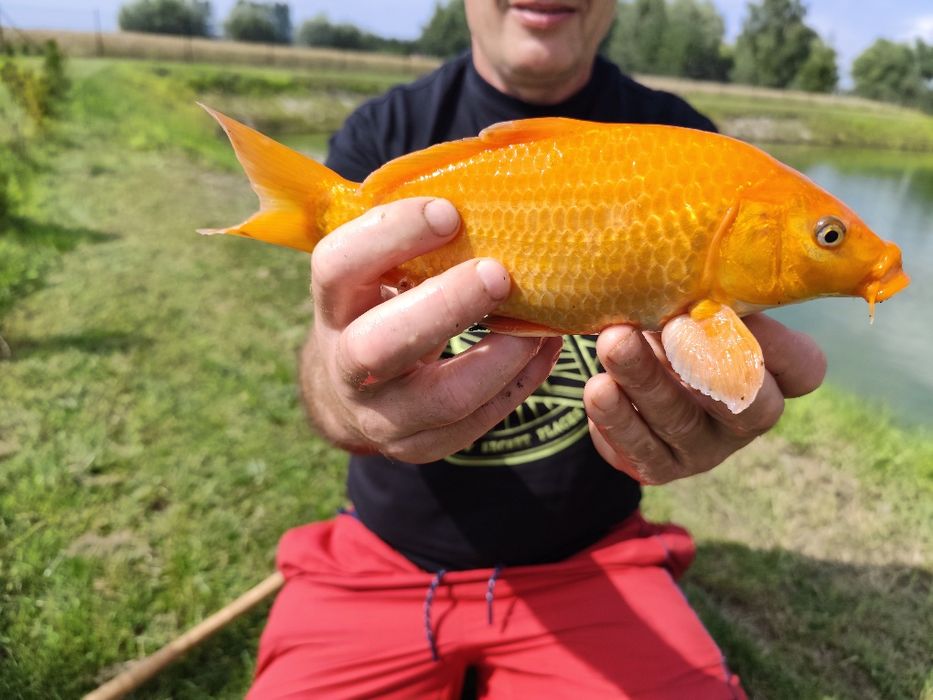 Domek letniskowy z łowiskiem. Całoroczny. 10km od Kwidzyna