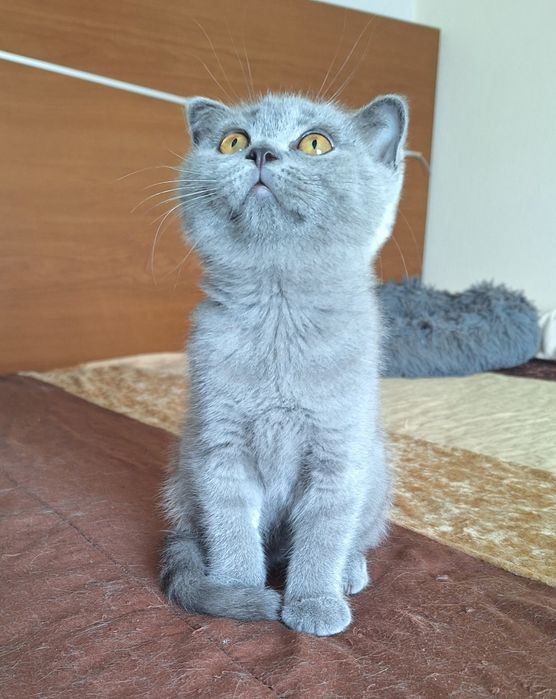 scottish fold fêmea