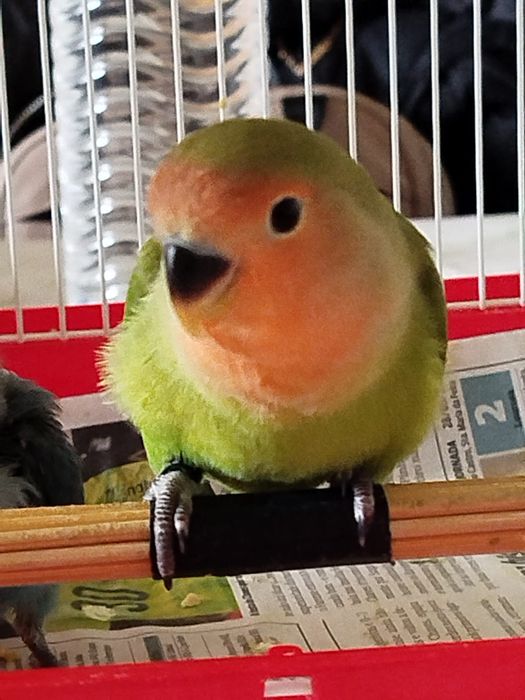 Vendo agapornis Domesticados e super meigos