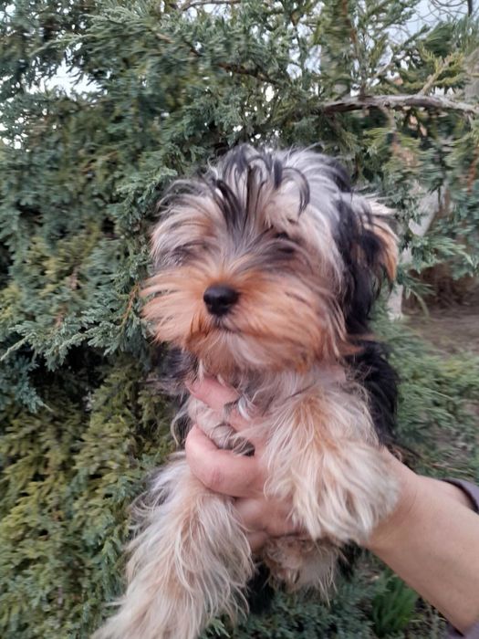 Щенята Йоркширського терʼєра