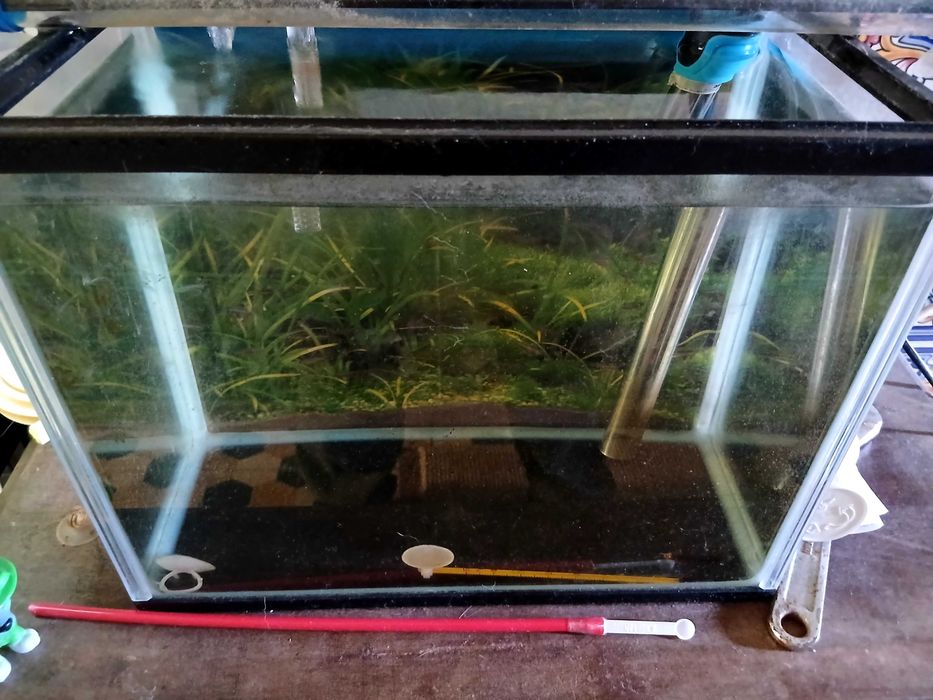 Troco aquario de 14l por alguns guppys