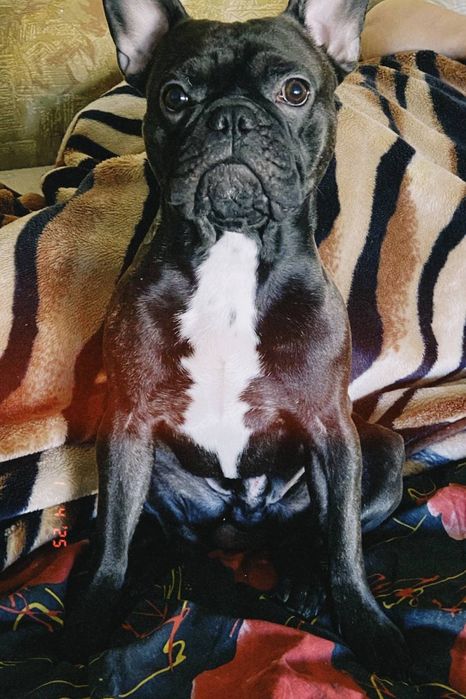 Вязка. Кобель французский бульдог ищет невесту