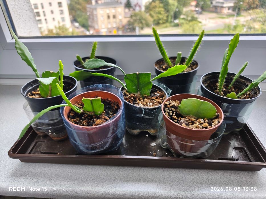 Sadzonki sukulent Epiphyllum Red rośliny doniczkowe