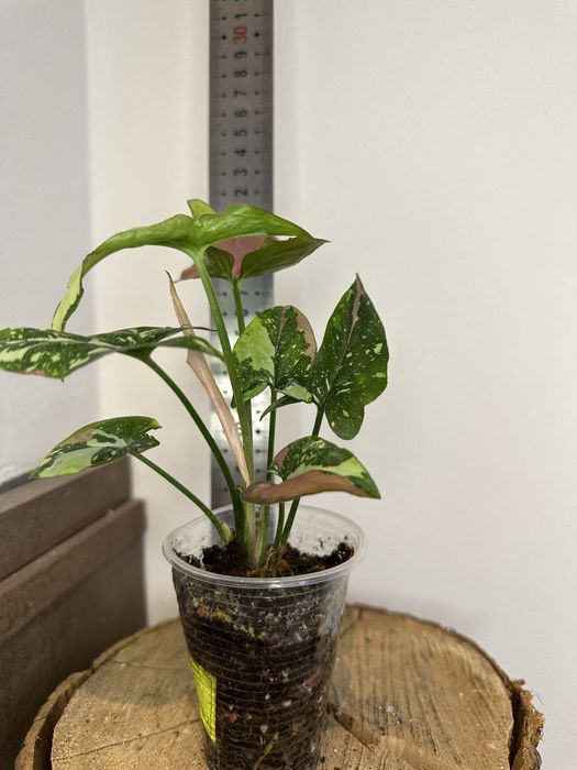 Сингоніум Syngonium Red Spot Tricolor